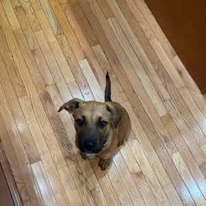 Meet your Posher, Iris